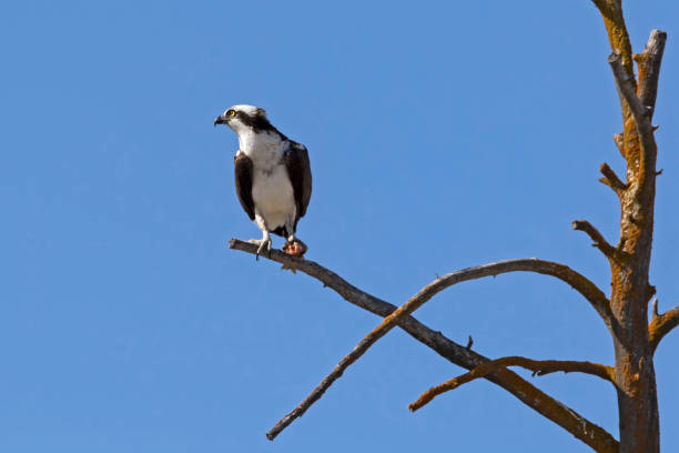 istock Bird osprey at tree perch in Yellowstone National Park 964642490