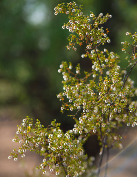 istock Gorgeous Creosote Bush (Larrea divaricata) In Full Bloom With Seed Filled Capsules 964645024