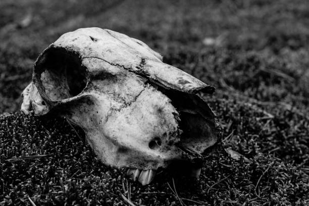 istock Animal skull on the ground. Loneliness 964645192