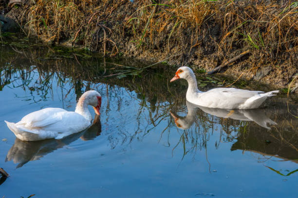 istock White duck swimming in lake. 964647208