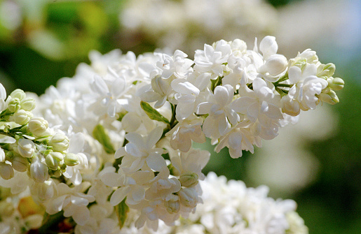 Close up of bunch with white syringa/lilac flowers. Shot on film