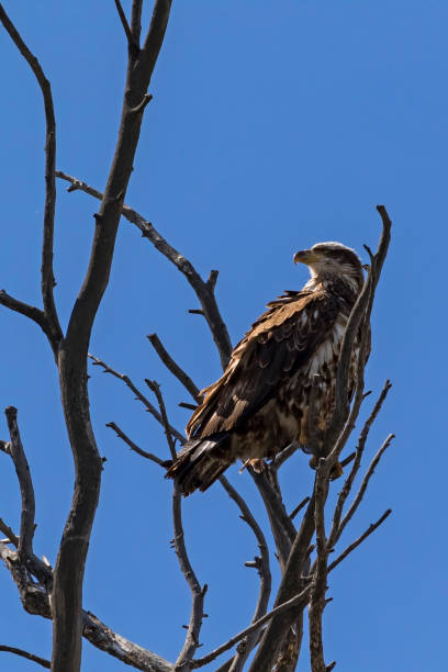 istock Bald eagle at tree top perch in Yellowstone National Park 964647638