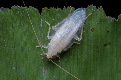 White cockroach