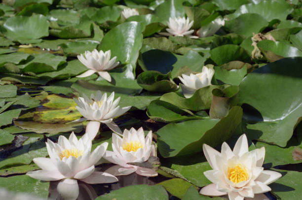 istock Water lilies in a pond. Shot on film 964649936