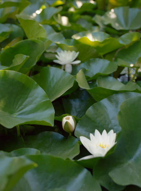 istock Water lilies. Shot on film 964650006