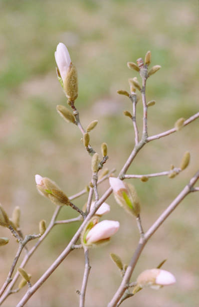 白モクレンの芽、クローズ アップ画像の支店。フィルムで撮影します。 - tree magnolia vibrant color close up ストックフォトと画像