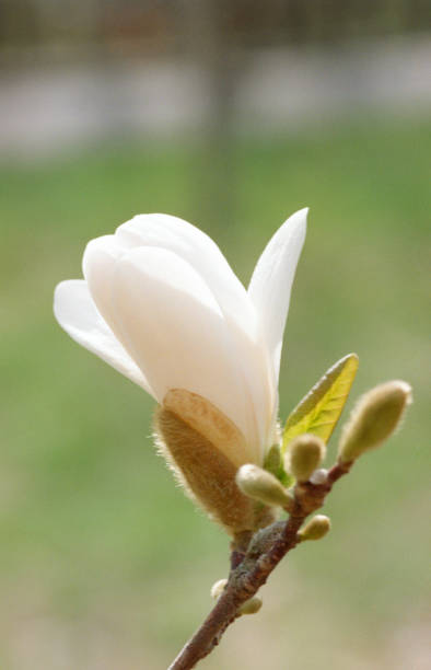 芽の白木のクローズ アップ画像。フィルムで撮影します。 - tree magnolia vibrant color close up ストックフォトと画像