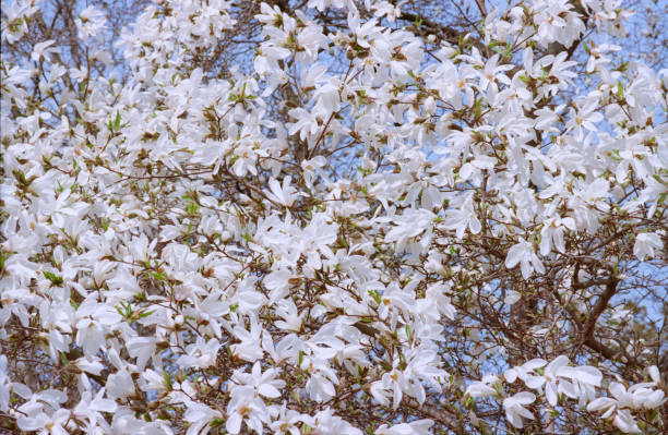 istock White magnolia tree in bloom. Shot on film 964655150