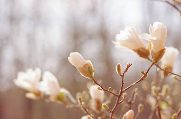 支店白木花クローズ アップ画像。フィルムで撮影します。 - tree magnolia vibrant color close up ストックフォトと画像