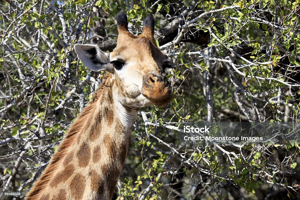 Girafe dans Kruger Park, Afrique du Sud - Photo de Afrique libre de droits