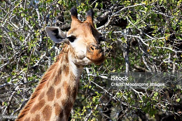 Photo libre de droit de Girafe Dans Kruger Park Afrique Du Sud banque d'images et plus d'images libres de droit de Afrique - Afrique, Afrique méridionale, Animal vertébré
