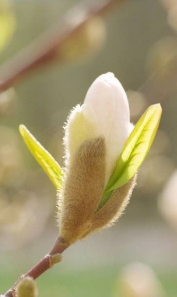 芽の白木のクローズ アップ画像。フィルムで撮影します。 - tree magnolia vibrant color close up ストックフォトと画像