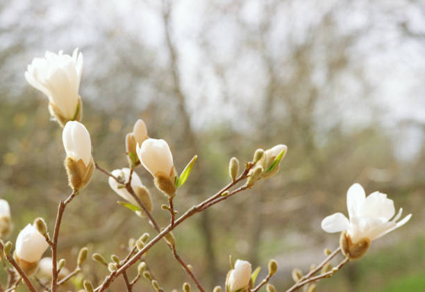 支店白木花クローズ アップ画像。フィルムで撮影します。 - tree magnolia vibrant color close up ストックフォトと画像