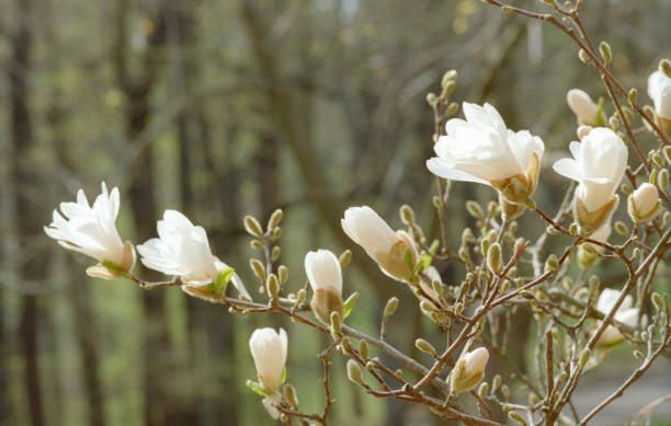 支店白木花クローズ アップ画像。フィルムで撮影します。 - tree magnolia vibrant color close up ストックフォトと画像