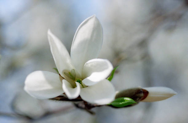 白モクレンの芽や花のクローズ アップ写真。フィルムで撮影します。 - tree magnolia vibrant color close up ストックフォトと画像