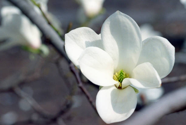 枝の白いモクレンの花のクローズ アップ。フィルムで撮影します。 - tree magnolia vibrant color close up ストックフォトと画像