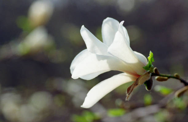 枝の白いモクレンの花のクローズ アップ。フィルムで撮影します。 - tree magnolia vibrant color close up ストックフォトと画像