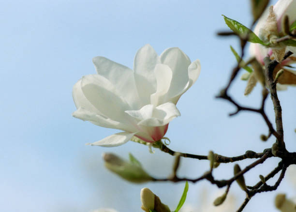 枝、空の白いモクレンの花の後方をクローズ アップ。フィルムで撮影します。 - tree magnolia vibrant color close up ストックフォトと画像