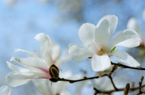 枝、空の白いモクレンの花の後方をクローズ アップ。フィルムで撮影します。 - tree magnolia vibrant color close up ストックフォトと画像