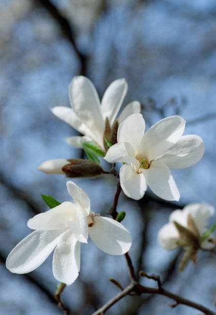 枝、空の白いモクレンの花の後方をクローズ アップ。フィルムで撮影します。 - tree magnolia vibrant color close up ストックフォトと画像