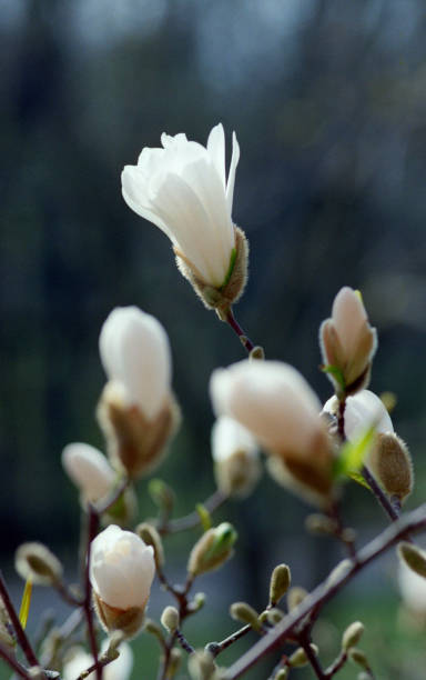 枝の白いモクレンの花のクローズ アップ。フィルムで撮影します。 - tree magnolia vibrant color close up ストックフォトと画像