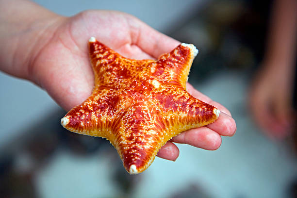 istock Starfish on a palm of the hand 96466171