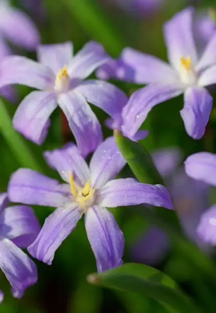 Close-up image of purple chionodoxa flowers. Shot on film
