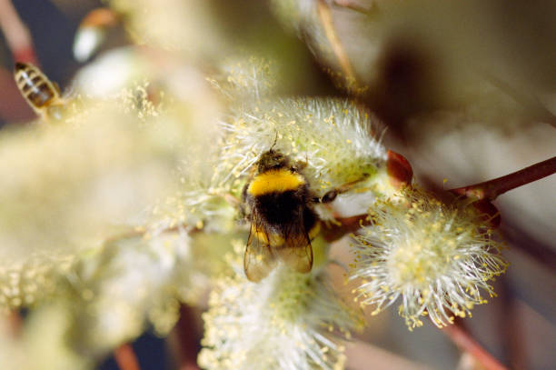 pussy willow and honey bee