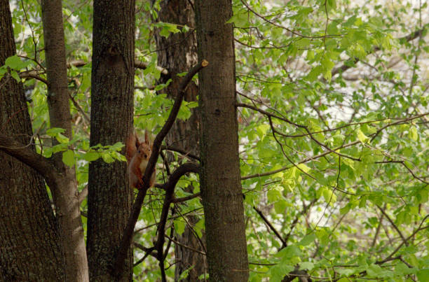 istock Squirrel sitting on a tree branch in park. Shot on film 964662366