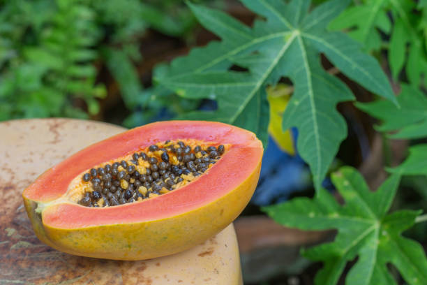 Ripe papaya with green leaf