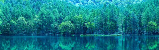 charca verde japonesa - prefectura de nagano fotografías e imágenes de stock