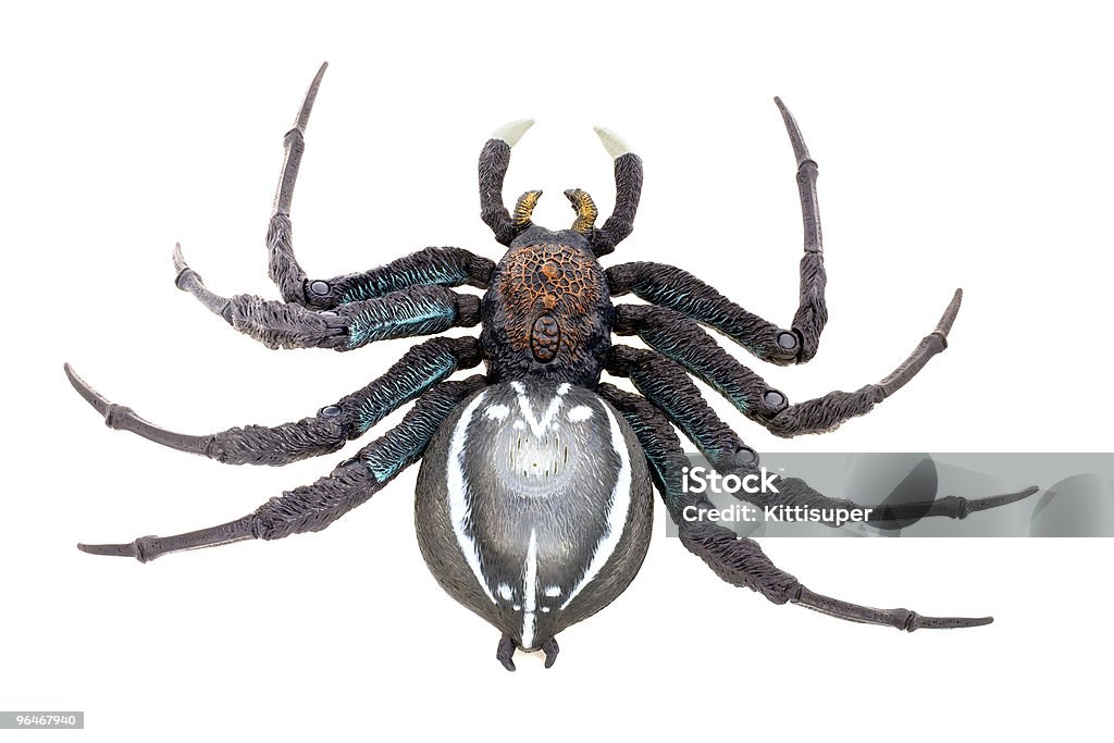Spider  Animal Leg Stock Photo