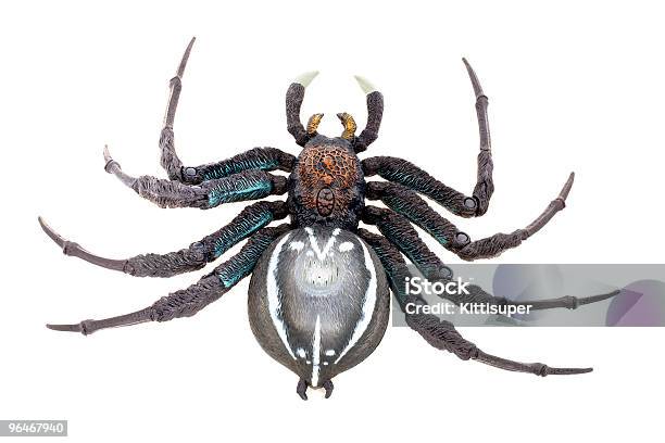 Spider Stock Photo - Download Image Now - Animal Leg, Arachnid, Black Color