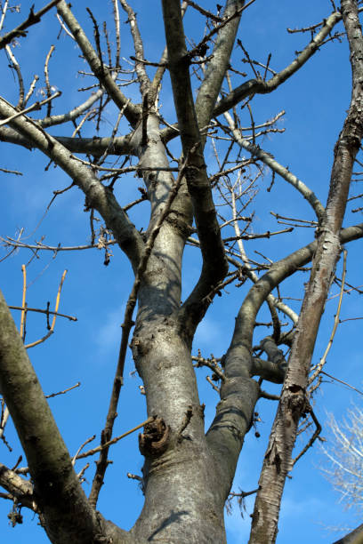 istock Branches of trees with the sky 3 964689092