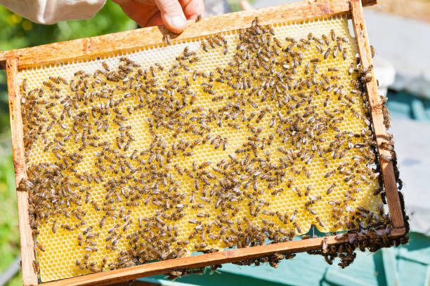 istock Honeycomb full of bees 964689304