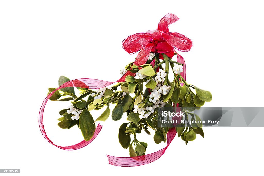 Fresh green mistletoe  Mistletoe Stock Photo