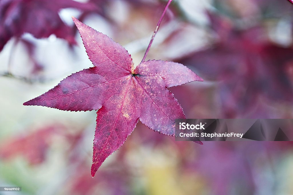 American Sweetgum  Autumn Stock Photo