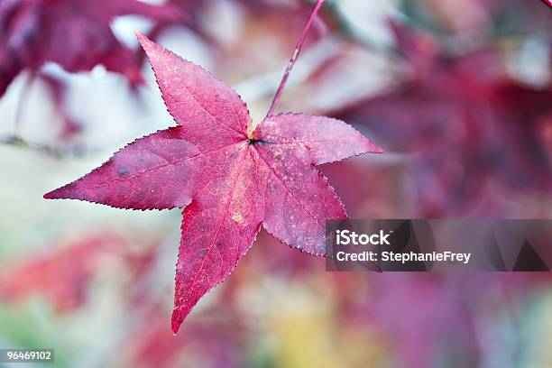 American Sweetgum Stock Photo - Download Image Now - Autumn, Color Image, Horizontal