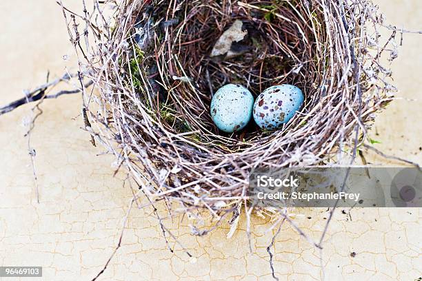 Nido De Pájaros Y Real De Huevos Foto de stock y más banco de imágenes de Gorrión moñudo - Gorrión moñudo, Animal, Azul