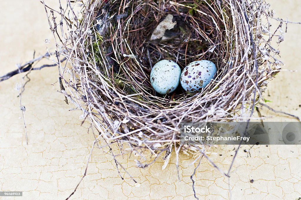 Bird Nest And Real Eggs Stock Photo - Download Image Now - Chipping  Sparrow, Animal, Animal Egg - iStock