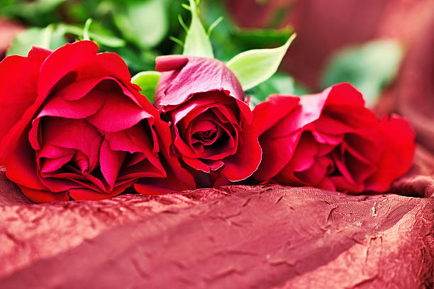 rose rosse - long stemmed rose foto e immagini stock