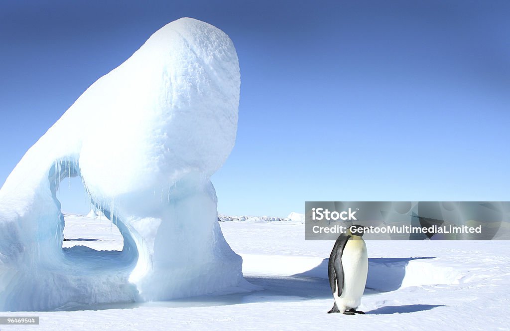 Pinguim-imperador (Aptenodytes forsteri - Foto de stock de Antártica royalty-free