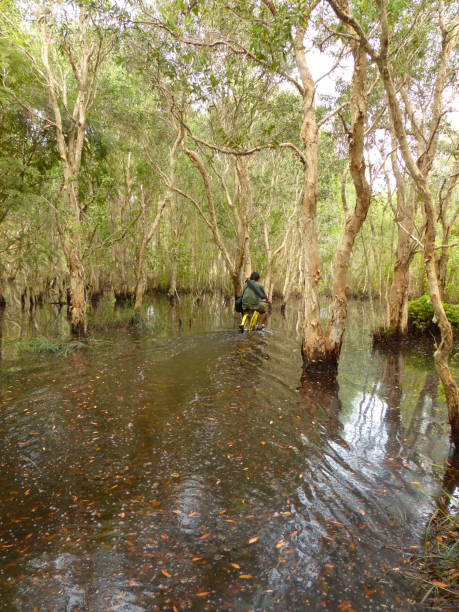 istock Mangrove forest and Men Cycling bike 964700860
