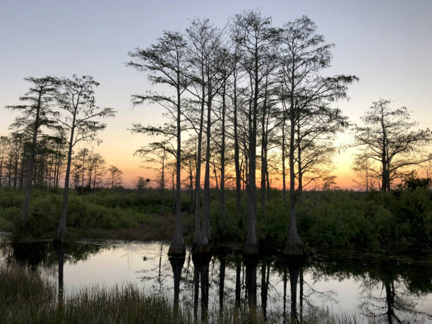 istock river at sunset in the swamp 964701240