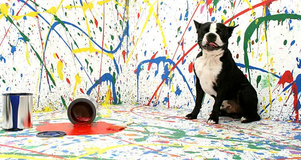 Photo of A dog sitting in the middle of a paint splattered room 