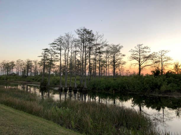 istock river at sunset in the swamp 964705478
