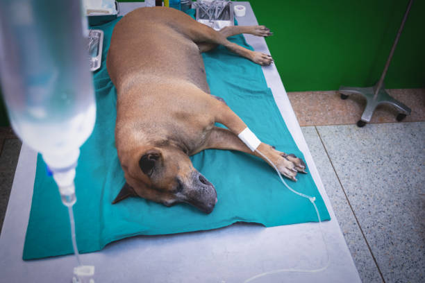 the dog anesthesia lying and drip on the bed, waiting for hysterotomy from a veterinarian. - infuse imagens e fotografias de stock