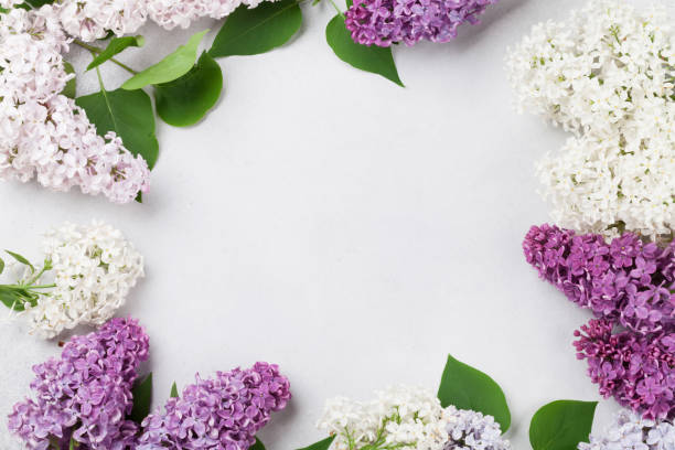 istock Colorful lilac flowers 964708514