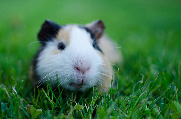 istock guinea pig walks in the fresh air and eating 964715616