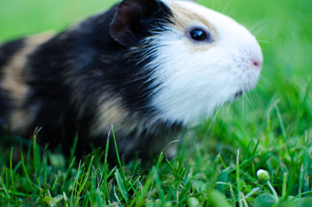 istock guinea pig walks in the fresh air and eating 964715668